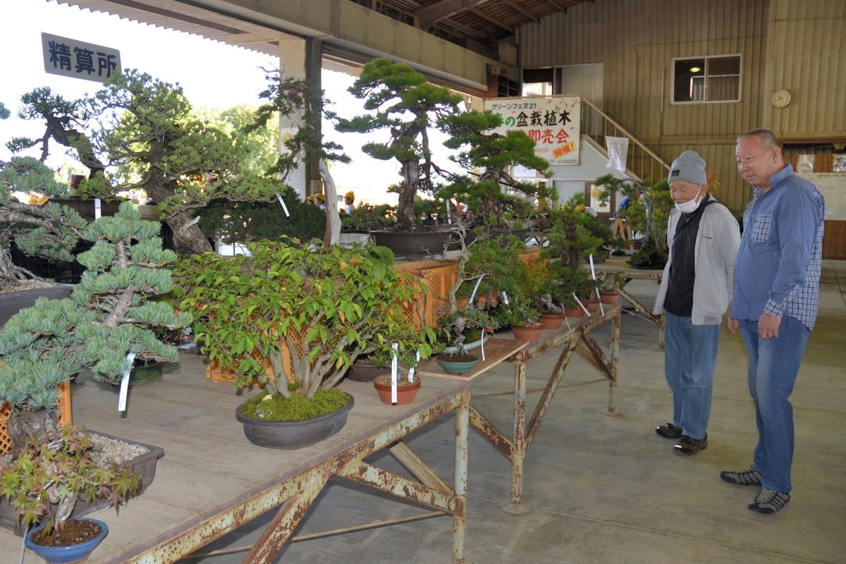 手塩にかけた2万点 高松で盆栽まつり 愛好家ら品定め ニュース Cool Kagawa 四国新聞社が提供する香川の観光情報サイト
