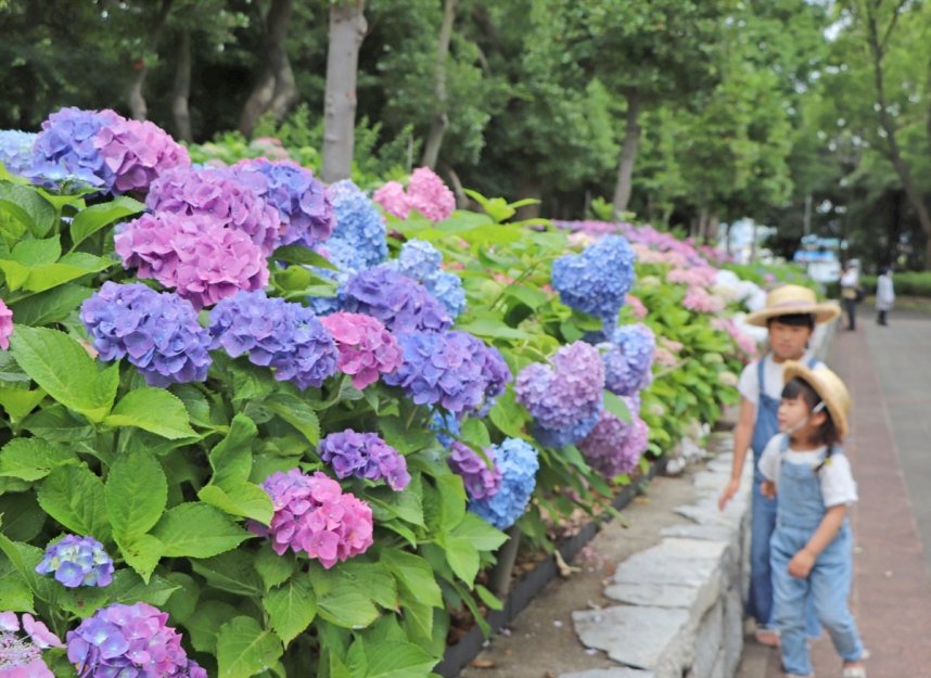 色鮮やかな花を咲かせるアジサイ＝香川県坂出市、番の州公園