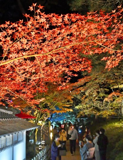 ライトアップされた栗林公園の紅葉＝２０２２年１１月２４日、香川県高松市栗林町