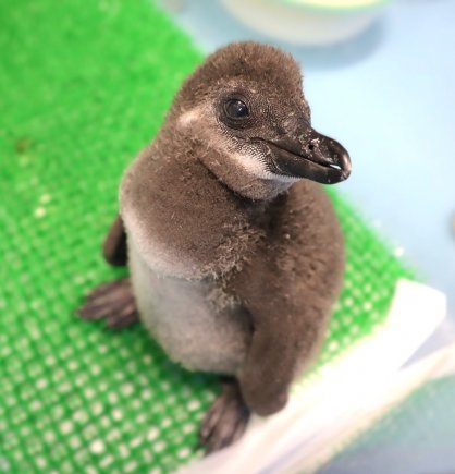 バックヤードで人工育雛されているケープペンギンのひな（四国水族館提供）