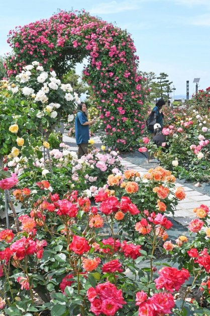 大小さまざまなバラで鮮やかに彩られたサンポートのバラ園＝香川県高松市サンポート