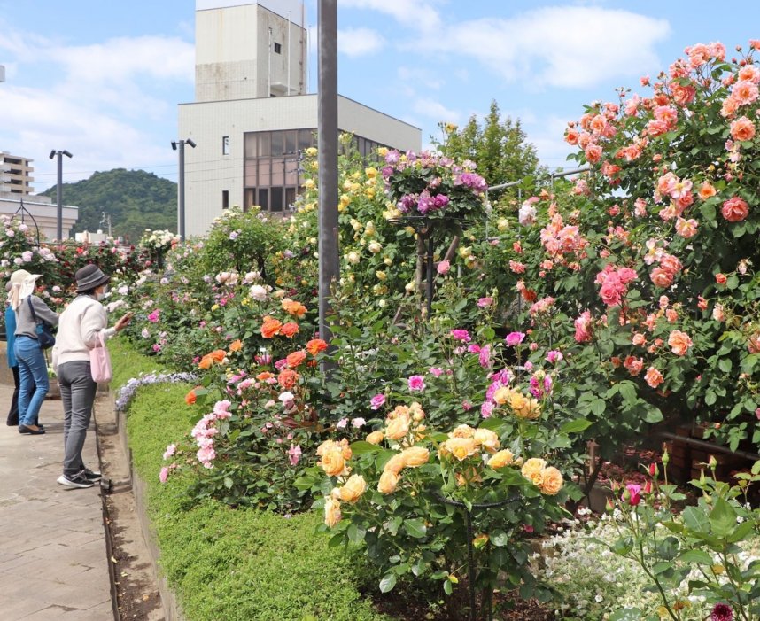 人工土地屋上庭園に咲き、美しい姿と豊かな香りで来場者を楽しませるバラ＝香川県坂出市京町